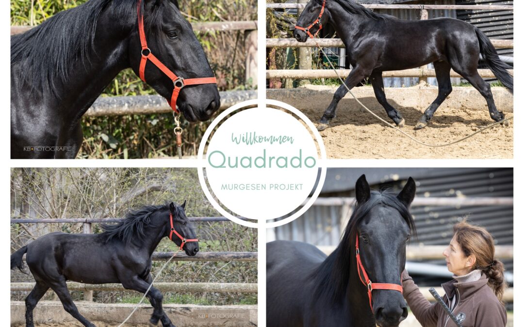 Quadrado